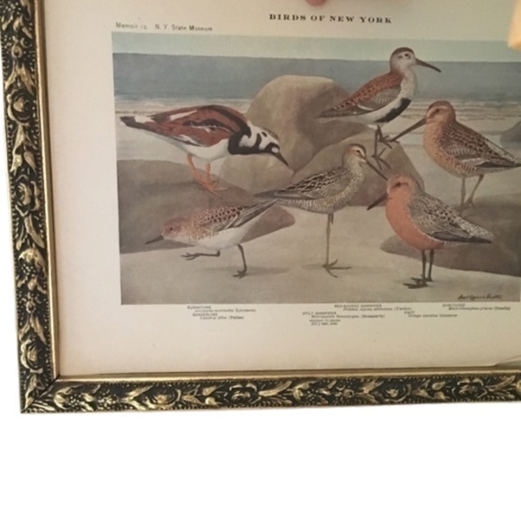 Vintage Other - Antique Ornithological Bird Print Original beach birds